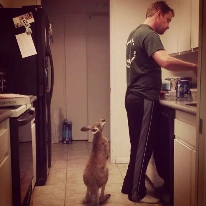 A 6 Month Old Baby Kangaroo I Am Raising Is Very Impatient At Bottle Time....