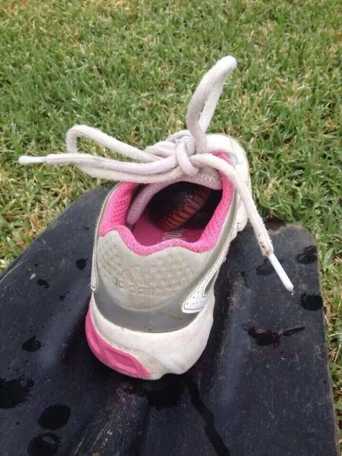 In Australia, This Is Why We Check Our Shoes