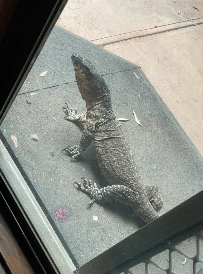 40 Degrees Up North Vic Today. Had A Little Visitor Come And Smack The Door With His Tail Before Taking A Dip In Our Pond