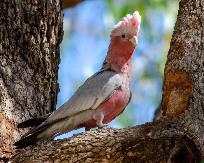Cacatúa Galah