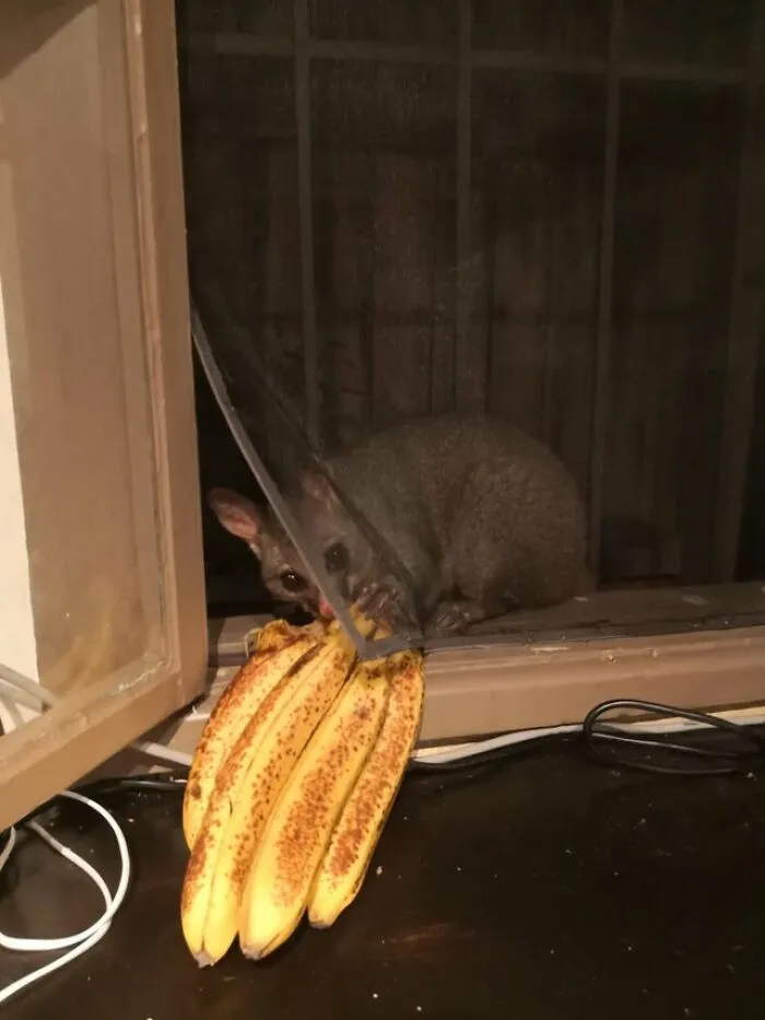 I See Your Possum Outside Your Window And Raise You Our Break And Enter Culprit Last Night