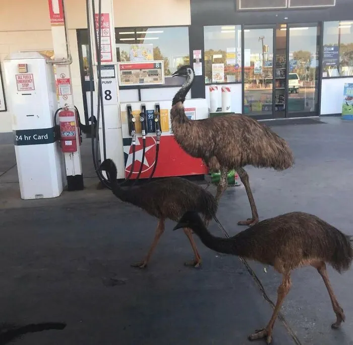 They Did Not Find The $1.47 A Litre Emusing