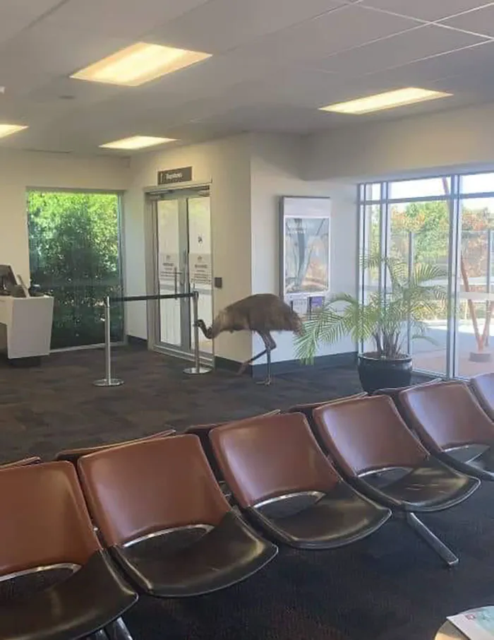 An Emu Just Cruising Around My Rural Towns Little Airport