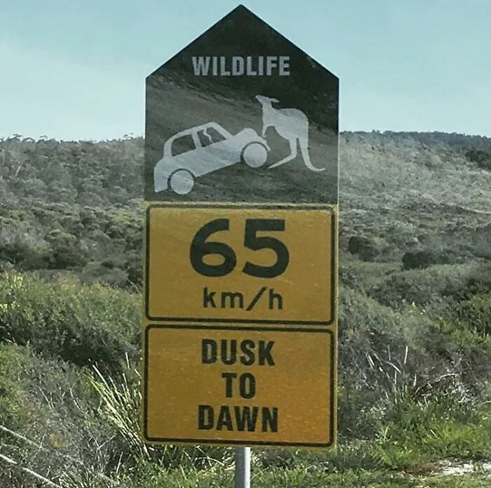 Kangaroos: F’ing Up Your Cars Since 1901