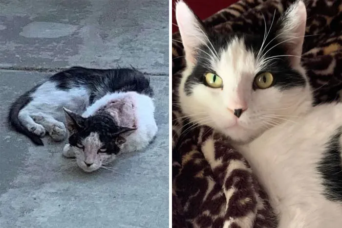 My Rescue’s Transformation