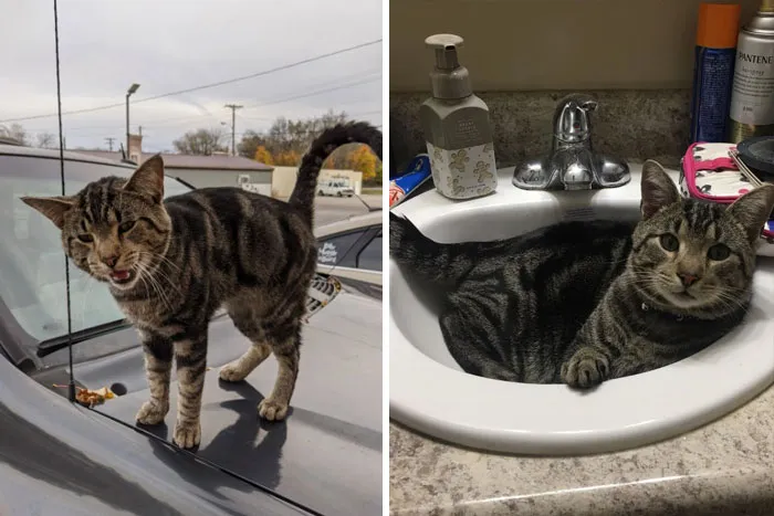 Stray That Started Coming By Our Library Staff Parking Lot Got Taken To The Shelter, Now He's Properly Adopted And Enjoys Belly Rubs, Anyway Here's My New Son, Taako