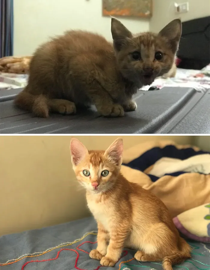 A Week After We Rescued This Little Girl. We Have Named Her Shamsie (Sounds Like Tummy)- Arabic For Sunshine