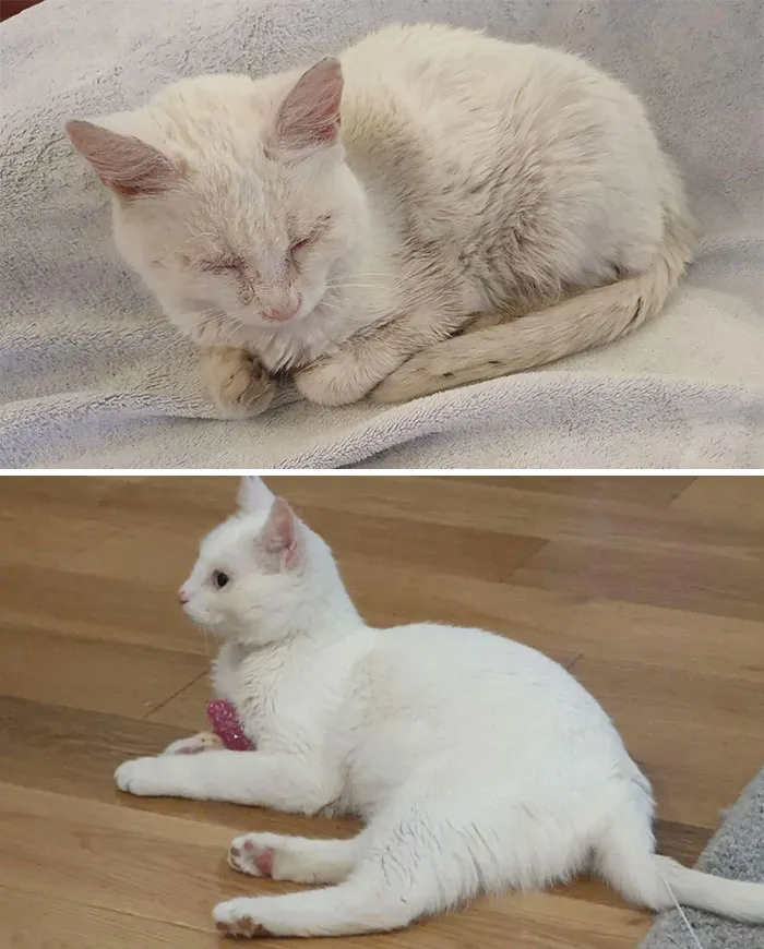 Olly: 1 Month Update