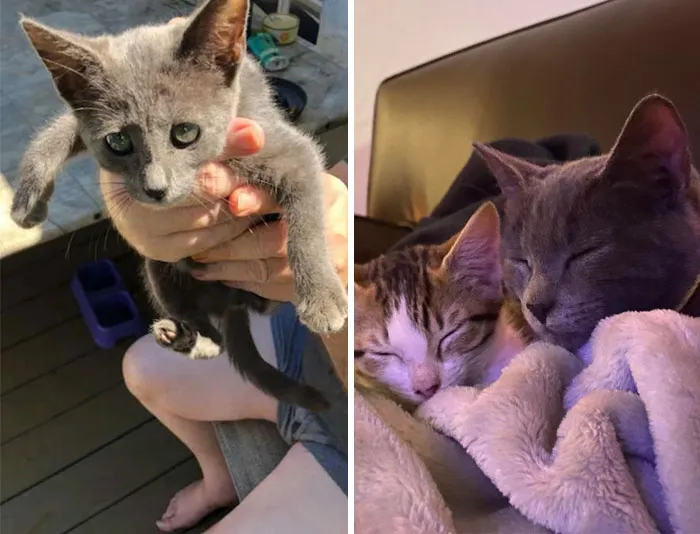 My Dumpster Rescue Ophelia At 4 Weeks Old And 4 Months Old With Her New Best Friend