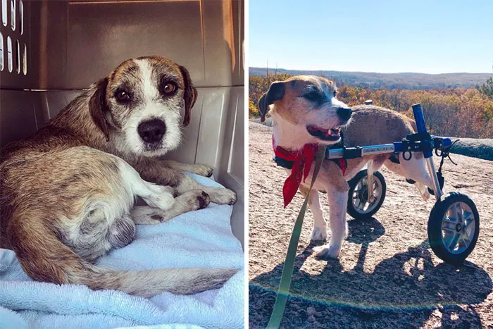 Our Sweet Toby Was Found In A Ditch And Couldn’t Use His Back Legs. Now He’s King Of The Road In Two Wheels