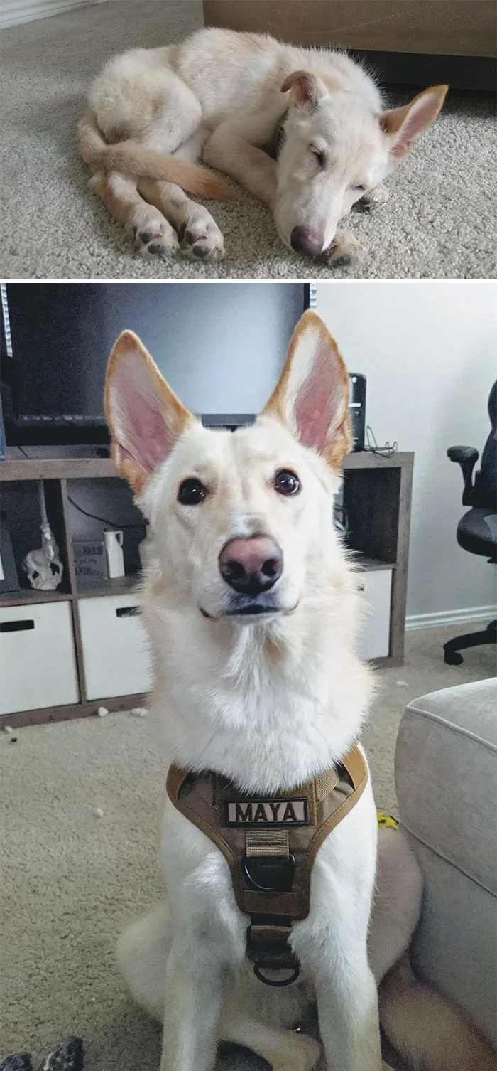 Maya's One Year After Adoption. From Severely Underweight To One Happy Pupperoni