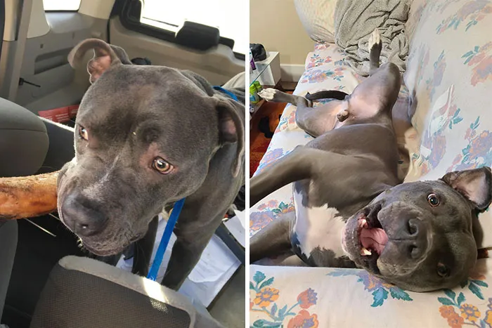 First Photo Is One Year Ago When We Got Him From The Shelter - Insecure And Nervous. Many Hikes And Plays Later - He's The King Of Our Home. Dude's First Adoptiversary!
