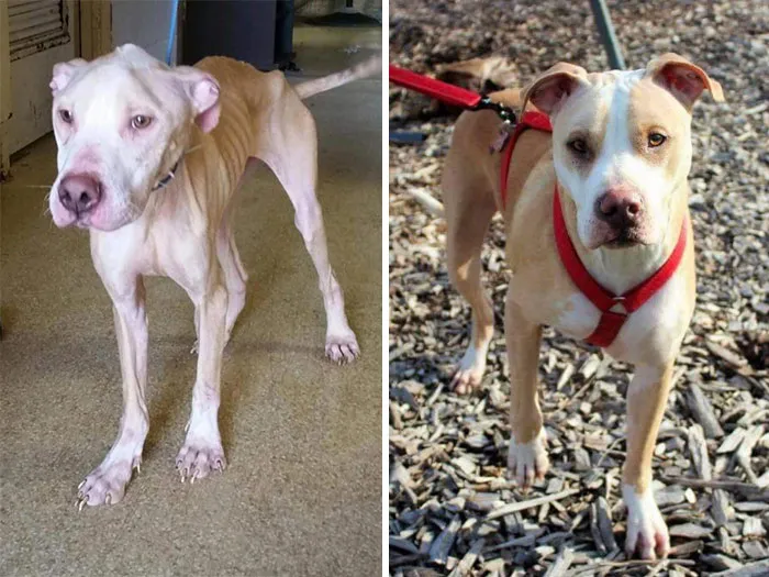 Joker Dog Was A Bait Dog For I Don't Know How Long. It Amazes Me From The Moment I Met Him All He Needed Was Love To Heal