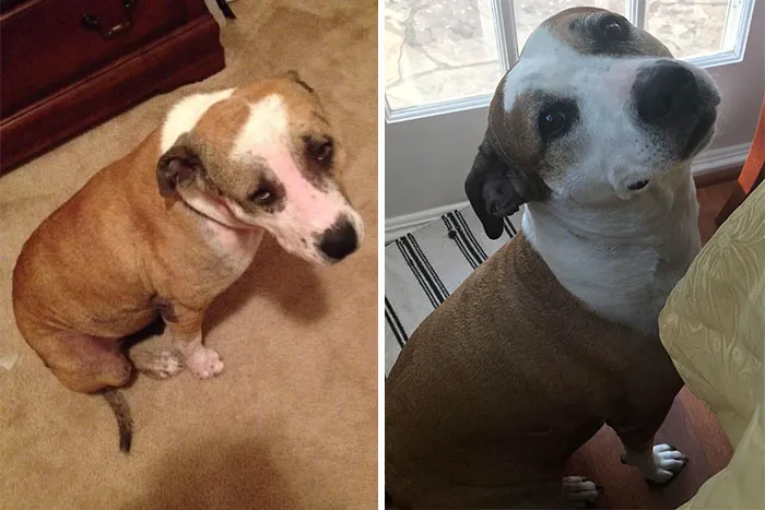 We Got Her At 2.5 As A Foster When She Was Used As A Bait Dog, Eating Zip Ties, And Had A Crushed Hip Joint. Now She Has Had One Best Friend (Who Passed Last Year) And Now Is The Best Friend Of Our Newest Rescue Lindsie!