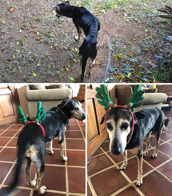 Our Rescue Dog Holly! The Day We Got Her vs. 8 Years Later