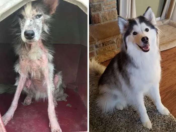 She's The Sweetest Creature I've Ever Met. I Don't Always Know What To Say About Her Transformation Other Than "Look." The First Picture Is A Month Before The Second, The Last Is Her 2 Year Gotcha-Versary