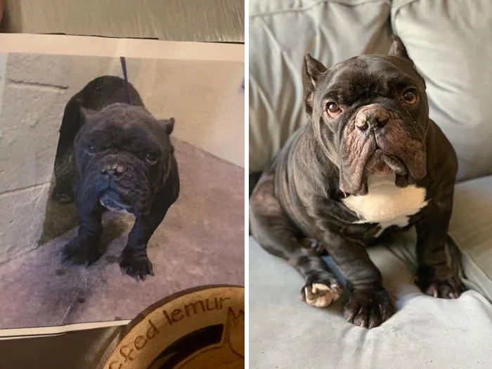 Piggie In The Shelter & Piggie On His Couch After Adoption