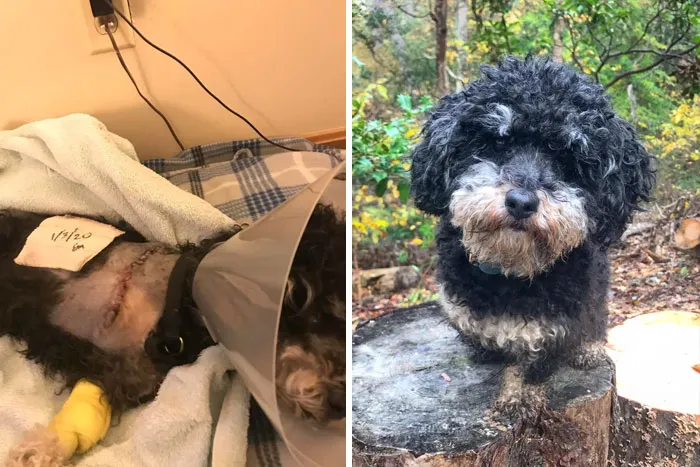 Brought Chino Home As A Foster To Get Through Leg Amputation And He Ended Up Never Leaving. Happy 1 Year Since You Got Your Leg Chopped Off And Found Your Forever Family!