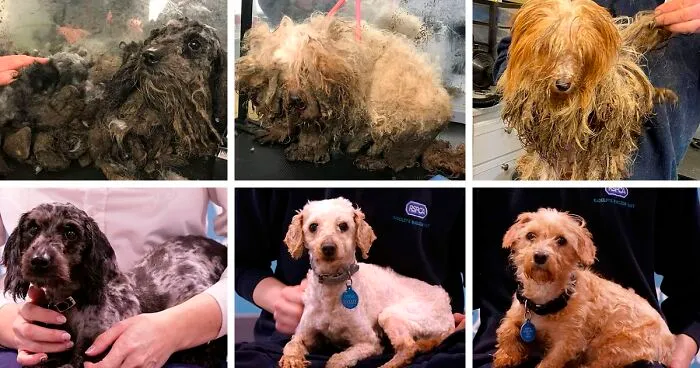 These Dogs Were So Neglected, Rescuers Couldn't Tell What Breed They Are But Their Transformations Look Amazing