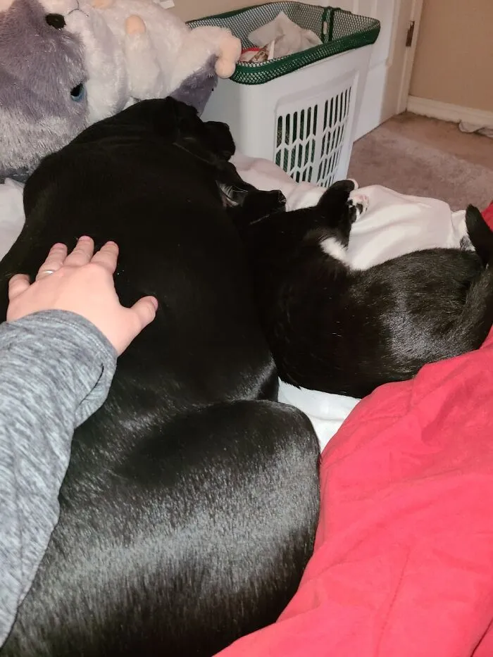 Their Favorite Companion On Their Favorite Bed With Their Favorite Stuffed Hamster