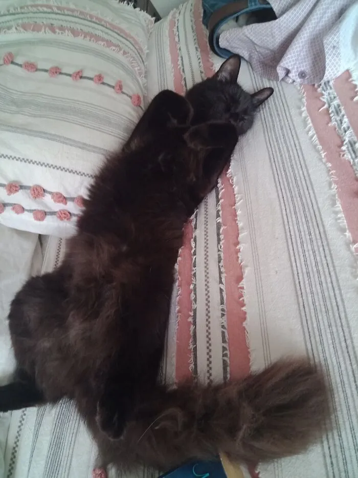 Rebelle Passed Out On A Hot Day