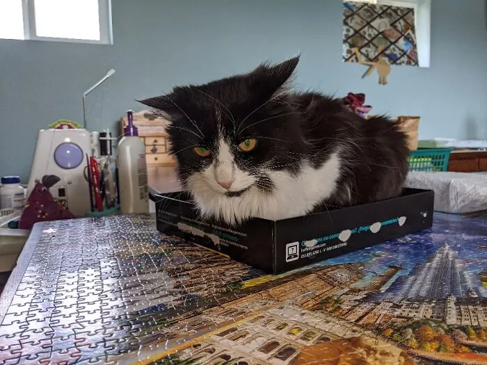 Lula...... In The Puzzle Lid.  Not Sure What That Look Was About!