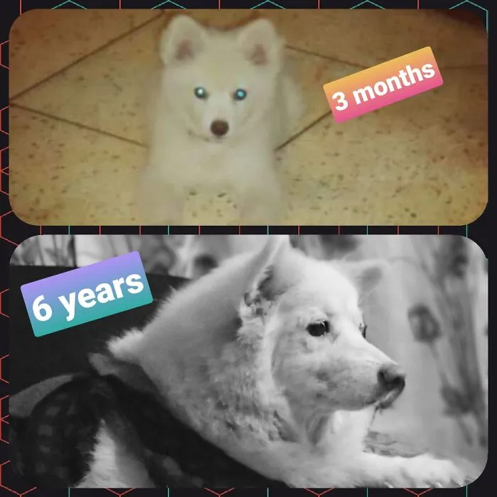Hi Hoomans, I'm Chelsea!