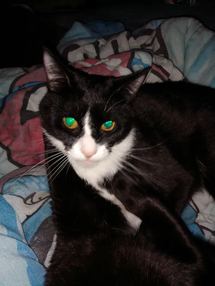 This Is Oliver Laying With His Brother Salem