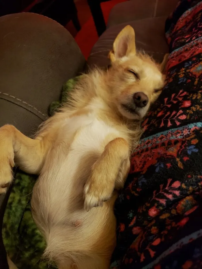 5:30am Wake Up Mom; 5:35 Eat Foods; 5:40 Walkies To Park;  6:00am...