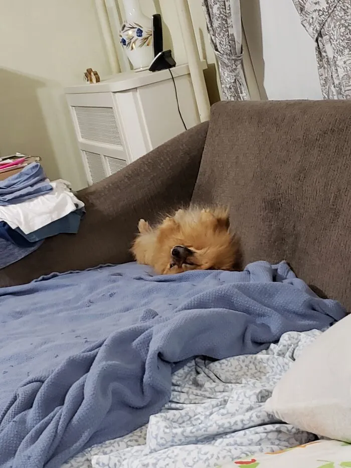 Mazie Doesn't Care About Dog Beds.the Couch Corner Is Her Favorite Spot!!