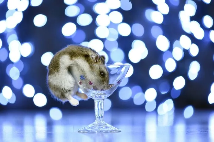 Toto The Hamster