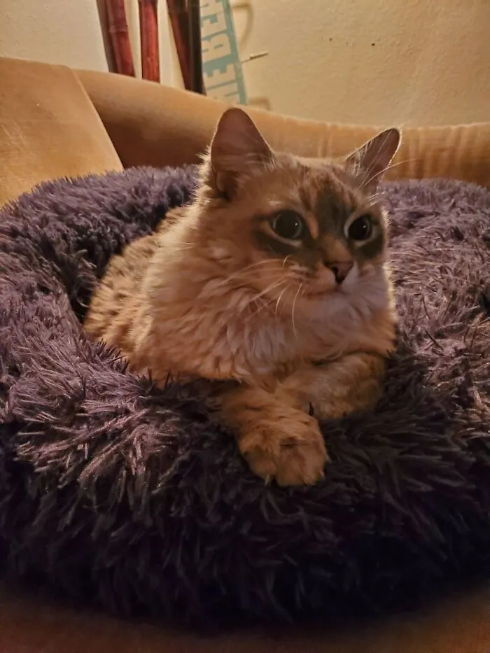 Chilling On Her Bed
