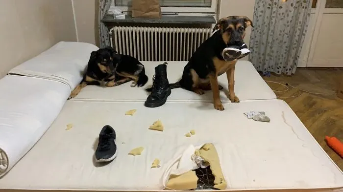 She Ate The Bed I Am Not Even Mad
