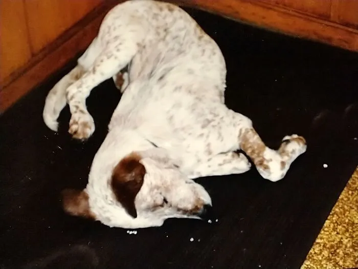 I Came Into The Kitchen And Found Her This Way - Thought She Was Dead.  But No.  Sleeping Peace