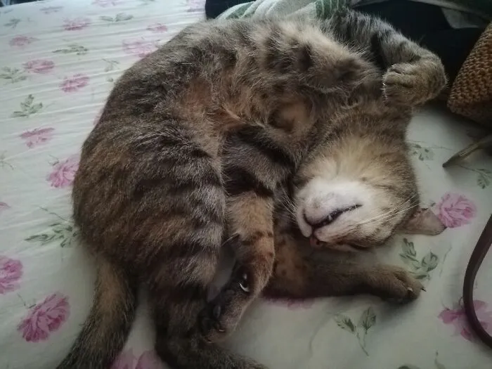 Pretzel With Claws