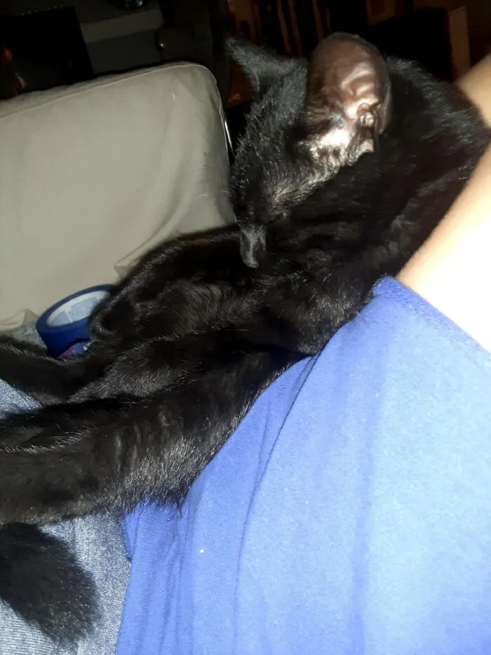Sweepy Kitten