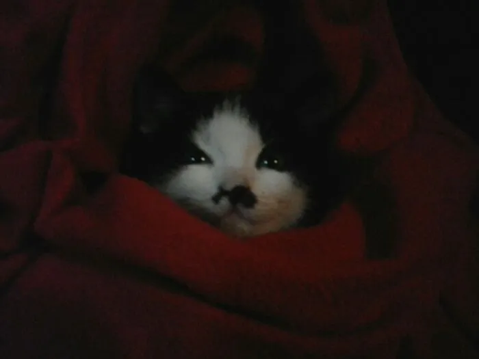 Dixy, 2 Months Old...6 Years Ago