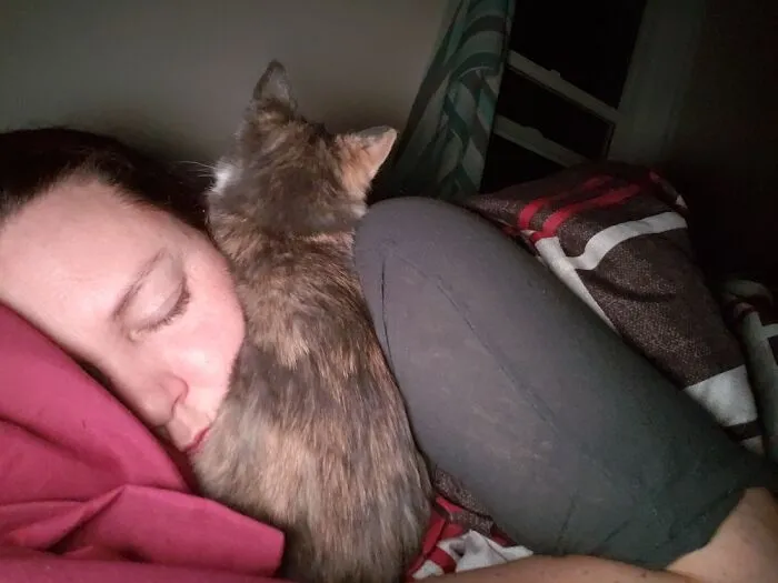 Sleepy Kitten
