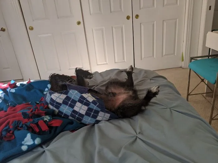 My Dog Looks Dead When He Sleep