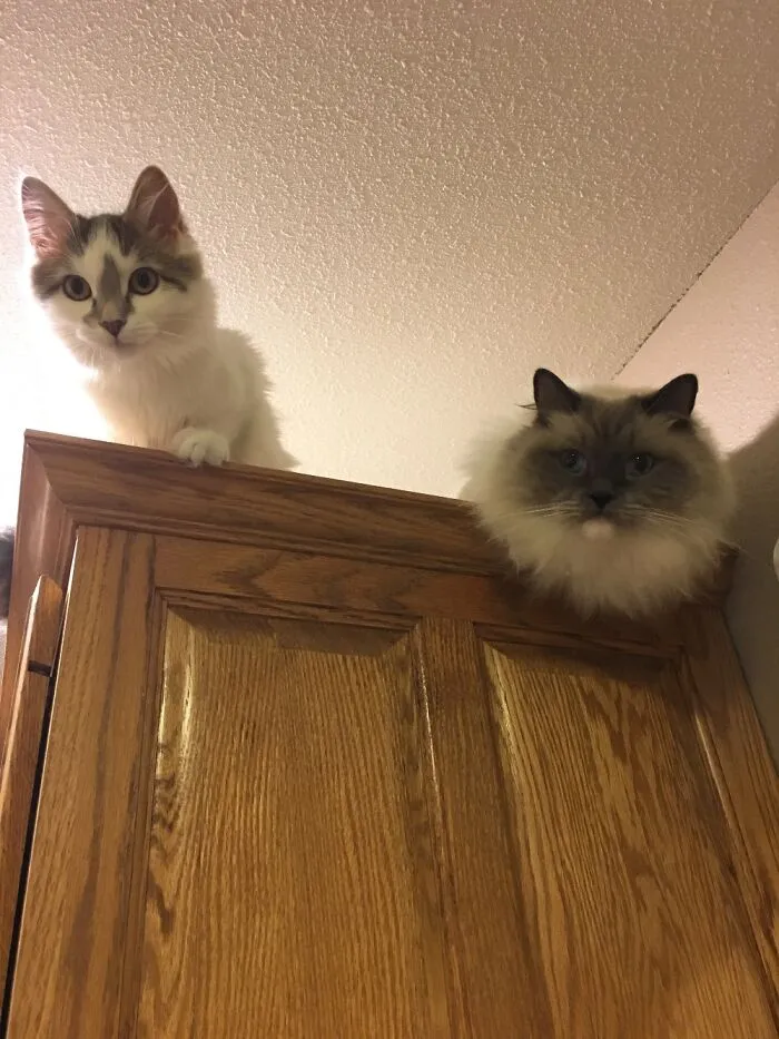 I Feel Like I Am Being Watched....
