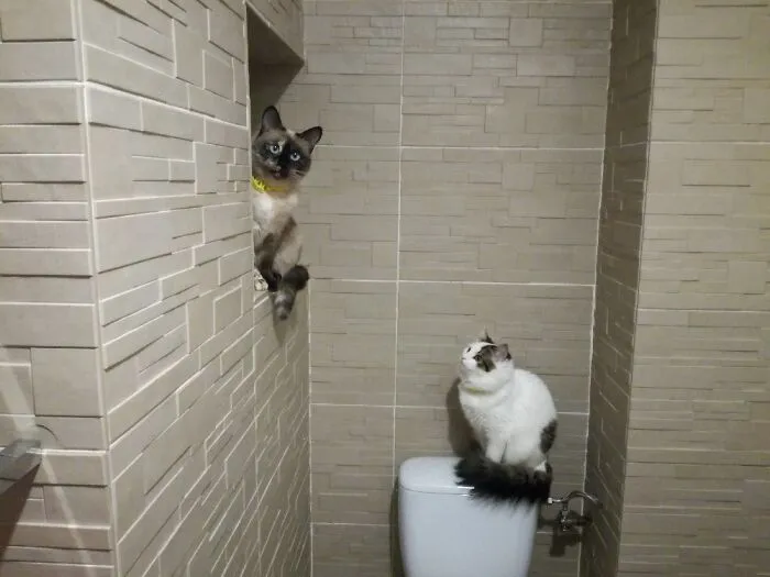 'romeo And Juliette'
