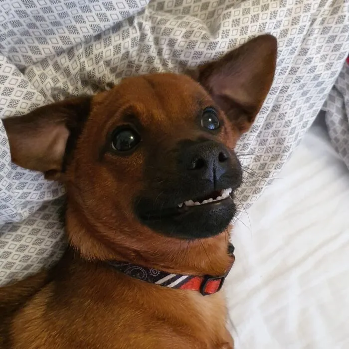 What Is A Derp?