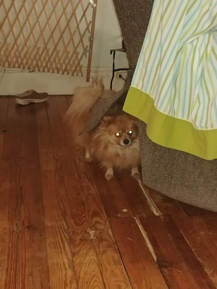 A Velcro Flap In Back Of Recliner Sammie Hides In So We Cant Find Him