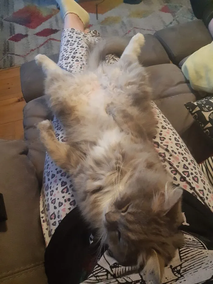 This Majestic Floof Is Named Lancelot And He Just Adores Being Loved