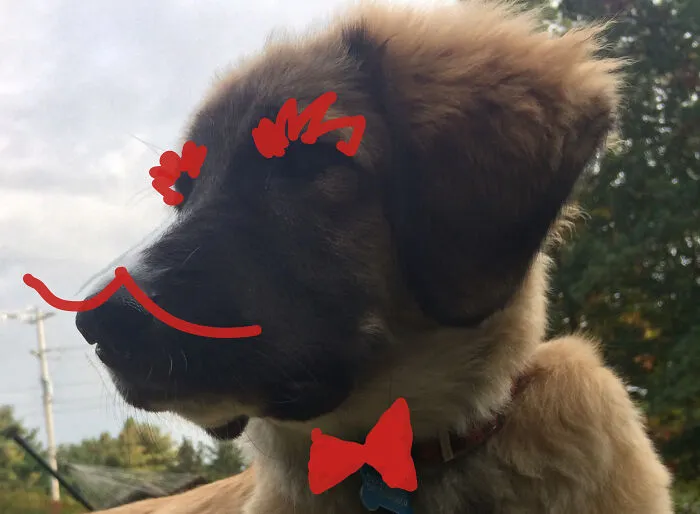 The Majestic Saoirse.   (Pronounced Saersha)