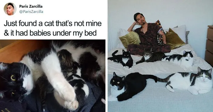 Guy Doesn’t Even Own A Cat, Ends Up Finding 5 In His Room, Posts A 2-Year Update On The Cat Family