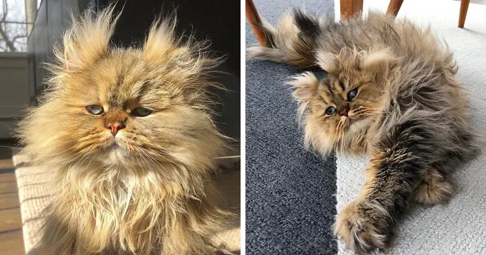 Meet The Persian Cat Barnaby Who Always Looks Like He Didn't Have His Morning Coffee Yet (30 Pics)