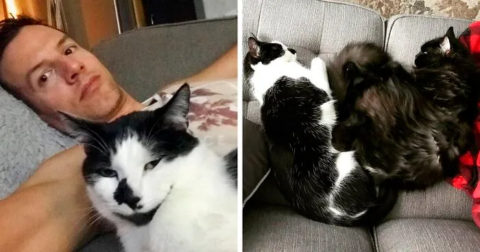 Cat Owner Leaves A Cam To See How His Cats Act When He's Not Home And The Video Is Actually Sad