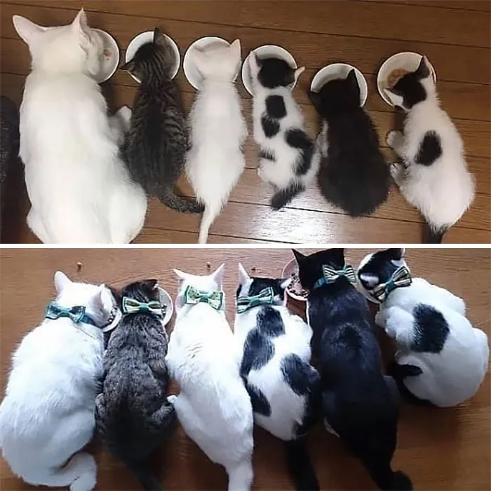 Time Flies