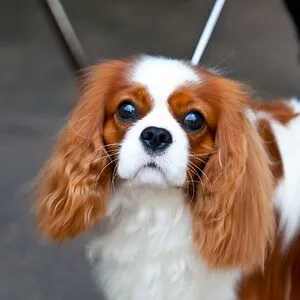 doggie lover 54